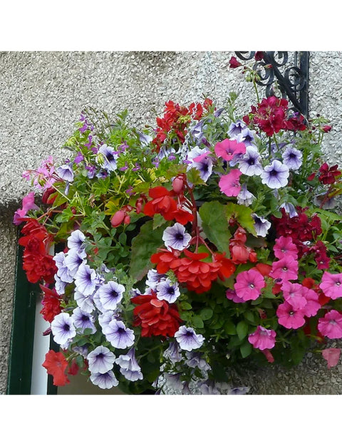 12" Smart Spring™ Ultimate Hanging Garden