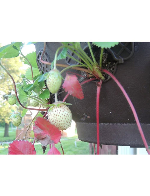 12" Smart Spring™ Ultimate Hanging Garden